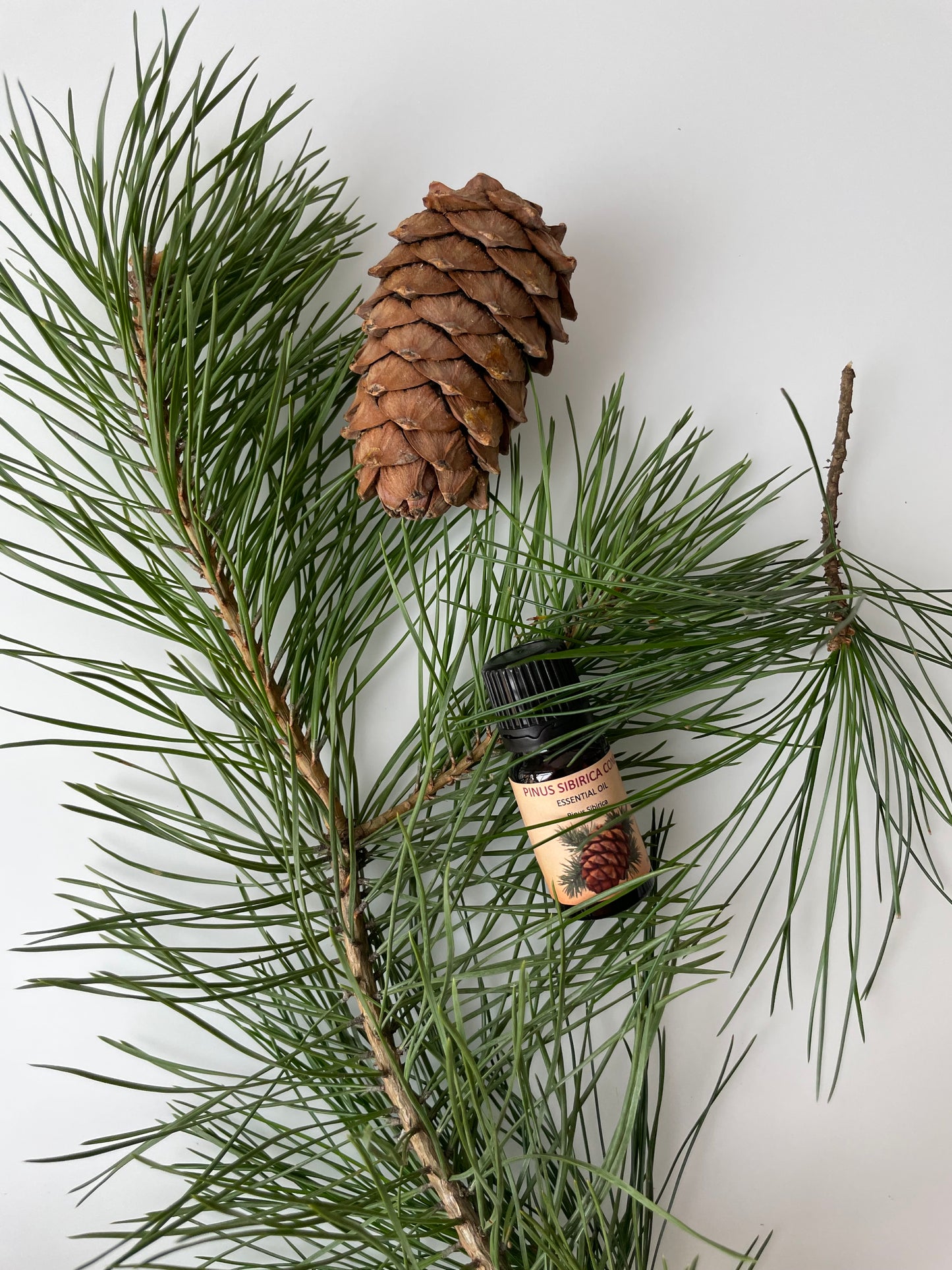 PINUS SIBIRICA CONE — Essential Oil