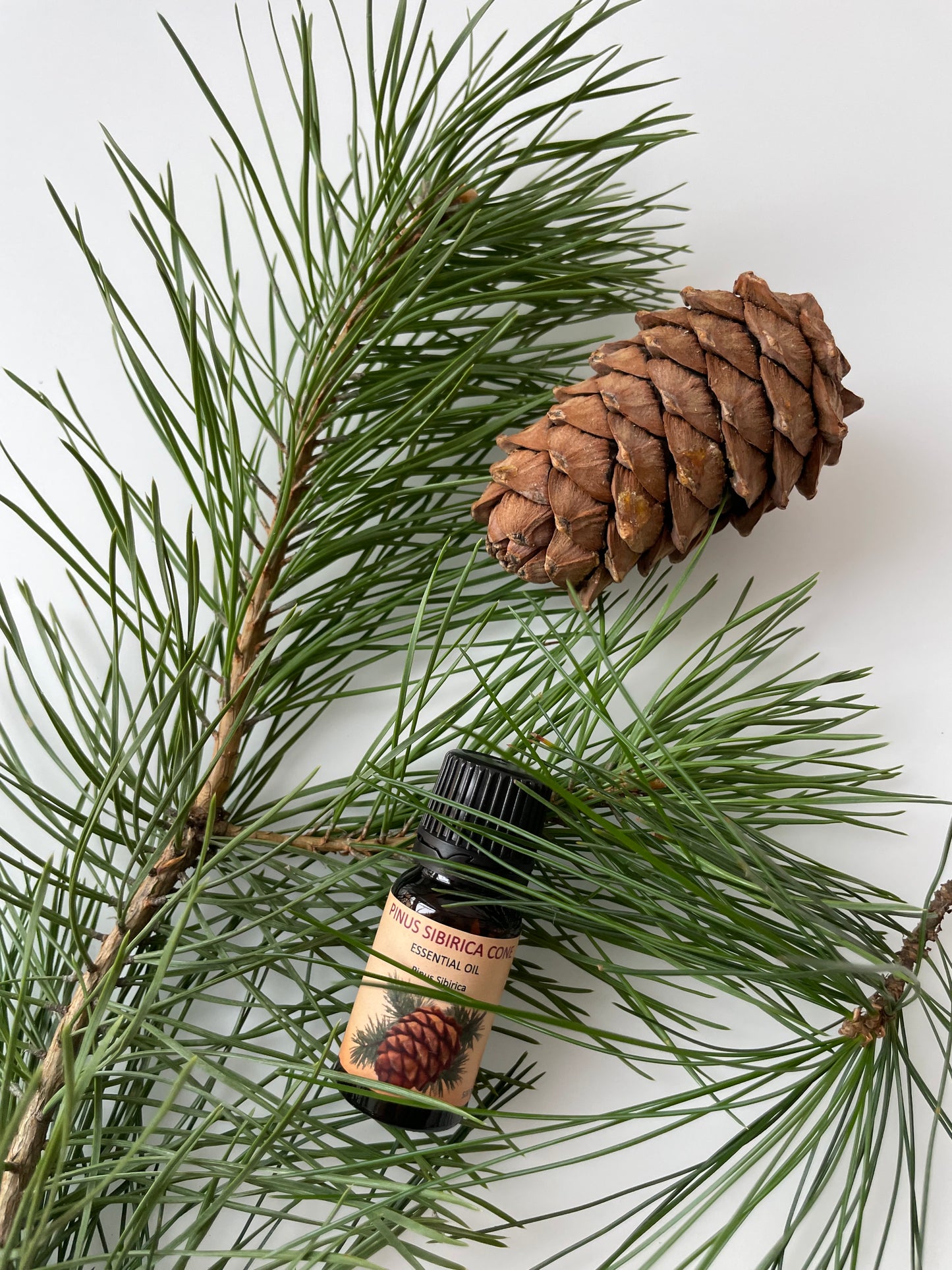 PINUS SIBIRICA CONE — Essential Oil
