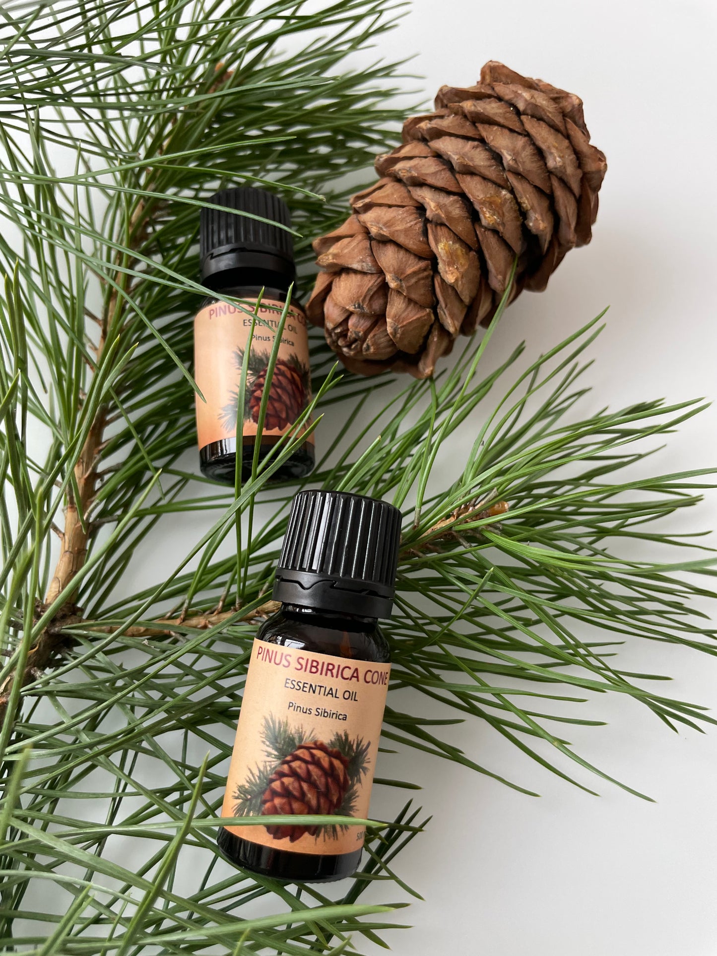 PINUS SIBIRICA CONE — Essential Oil