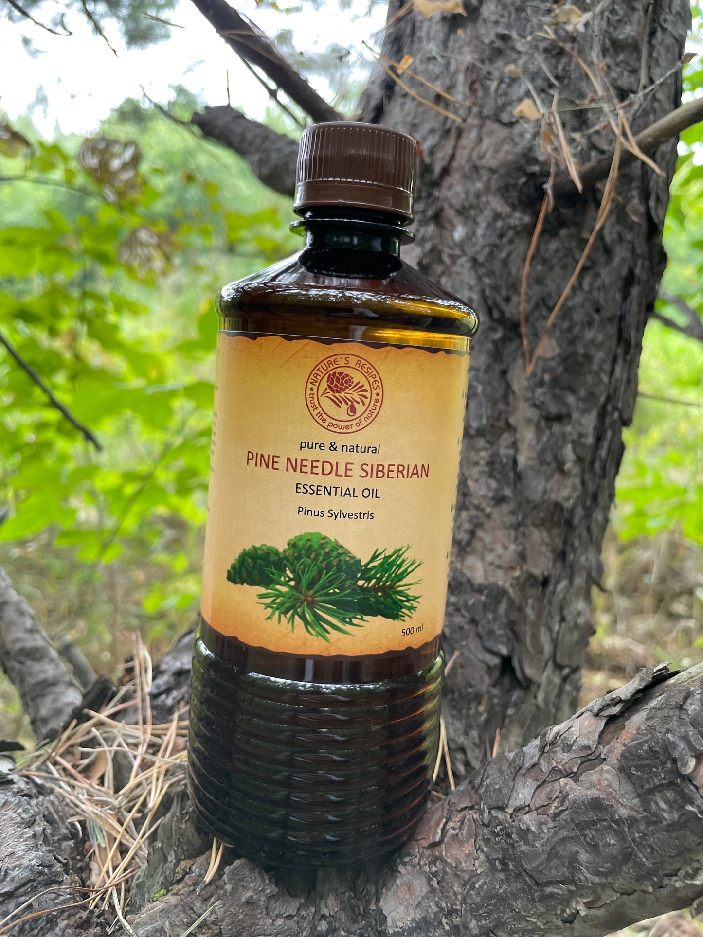 PINE NEEDLE SIBERIAN — Essential Oil