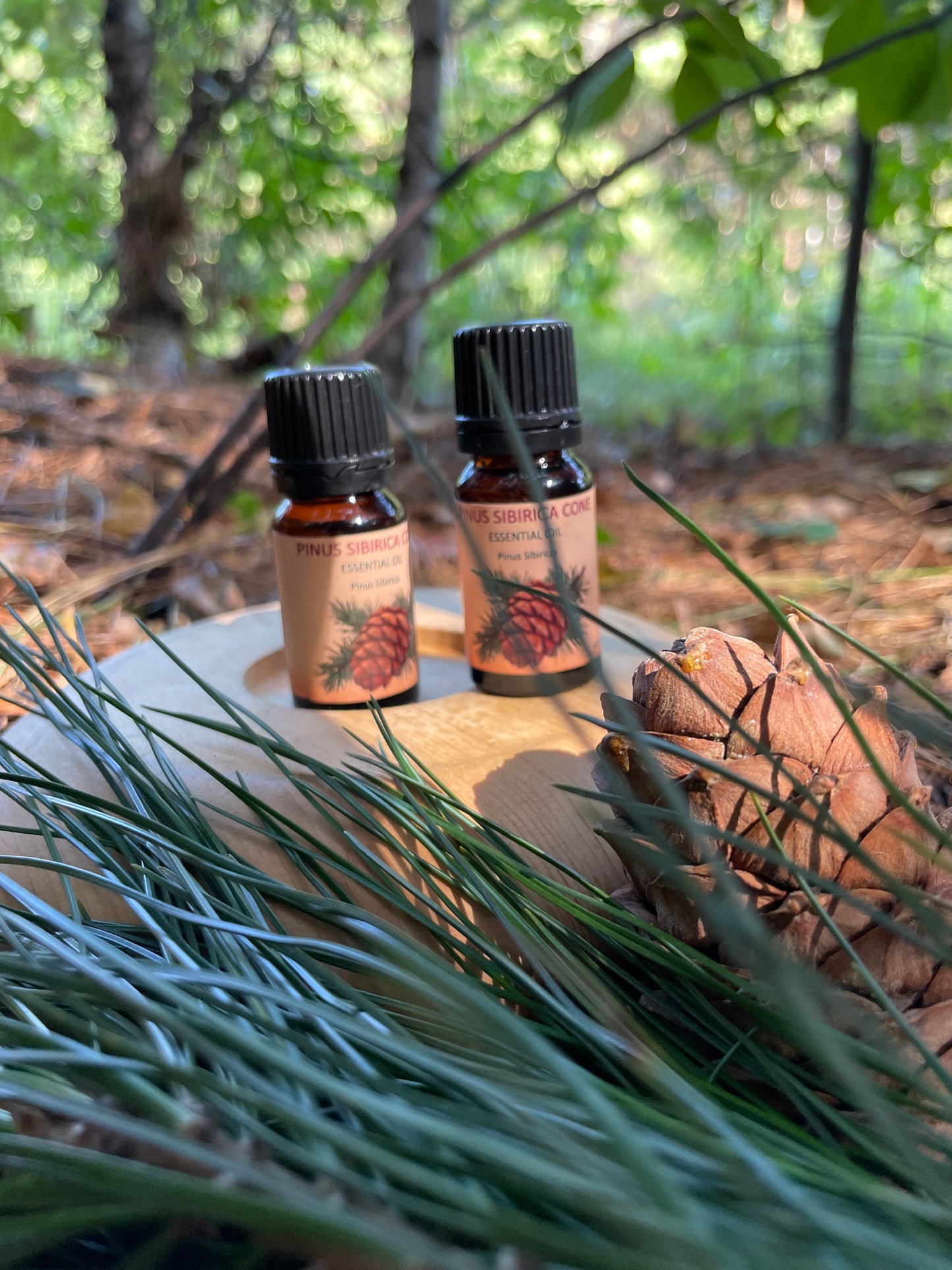 PINUS SIBIRICA CONE — Essential Oil