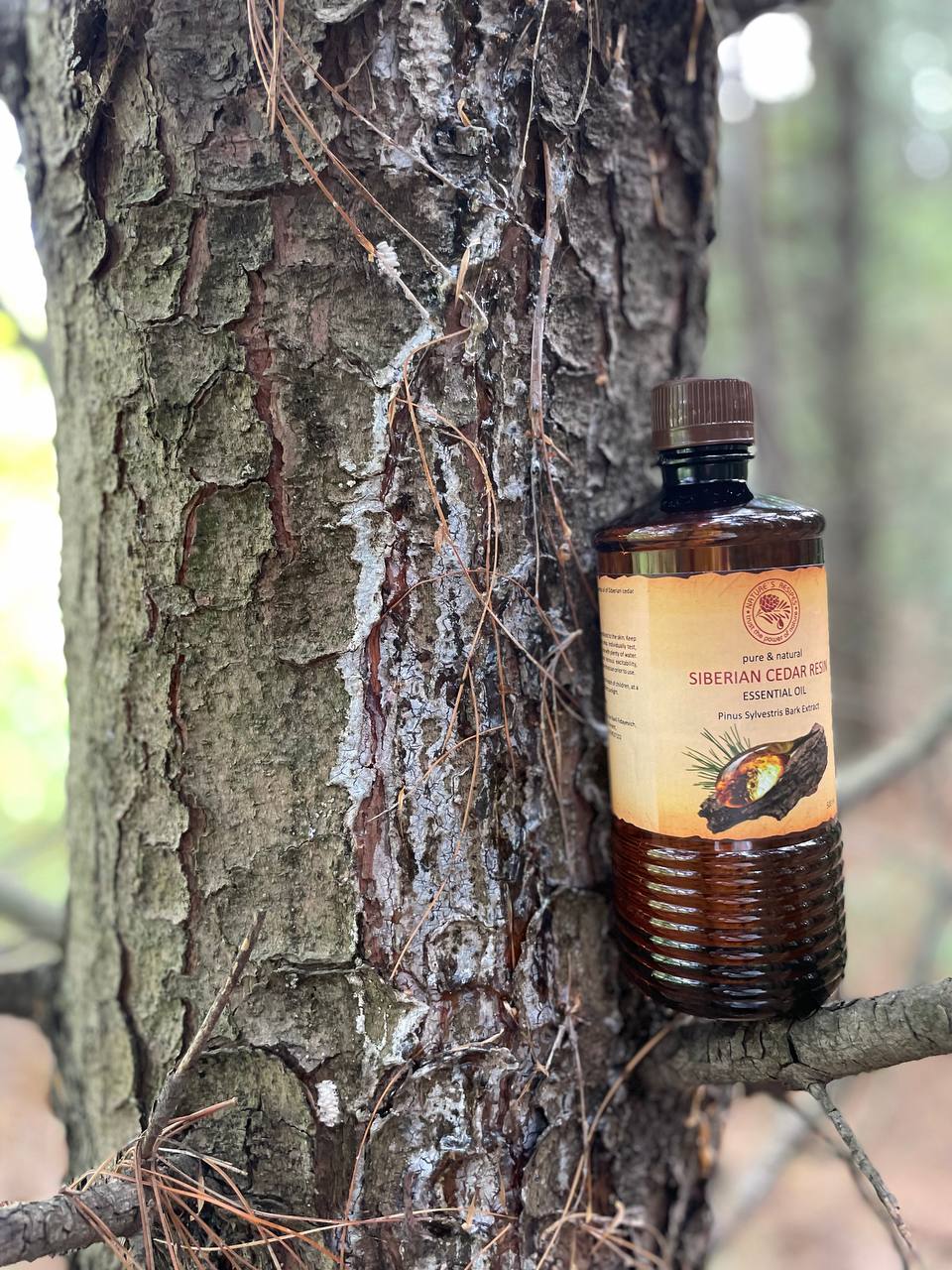 SIBERIAN CEDAR RESIN — Essential Oil