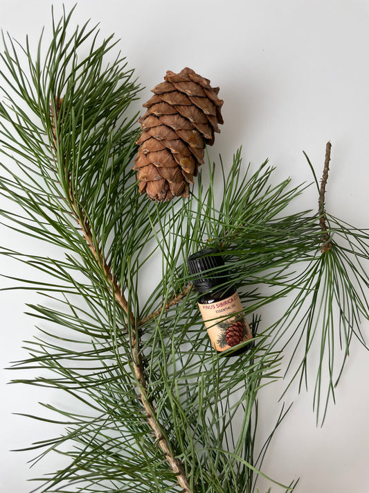 PINUS SIBIRICA CONE — Essential Oil