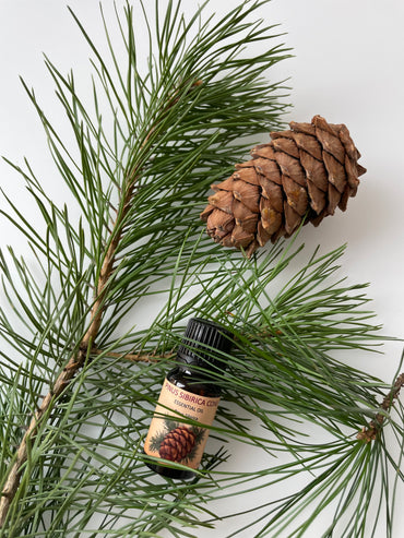 PINUS SIBIRICA CONE — Essential Oil