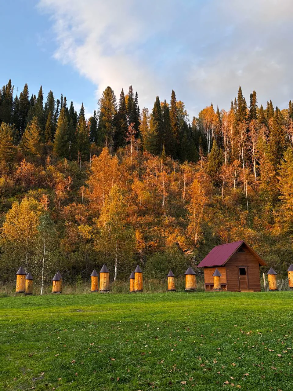 Wooden hives lined along the edge of the Altai taiga at sunset in autumn