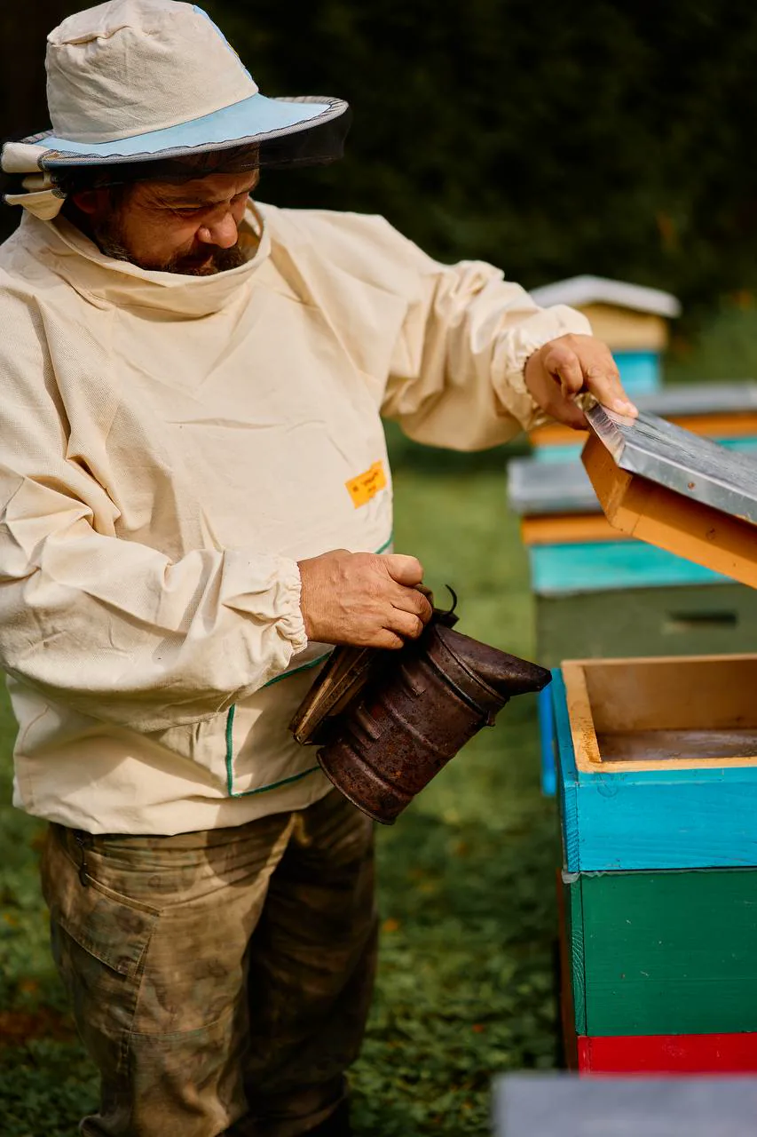 Beekeeper in protective suit holding a smoker beside open painted hives