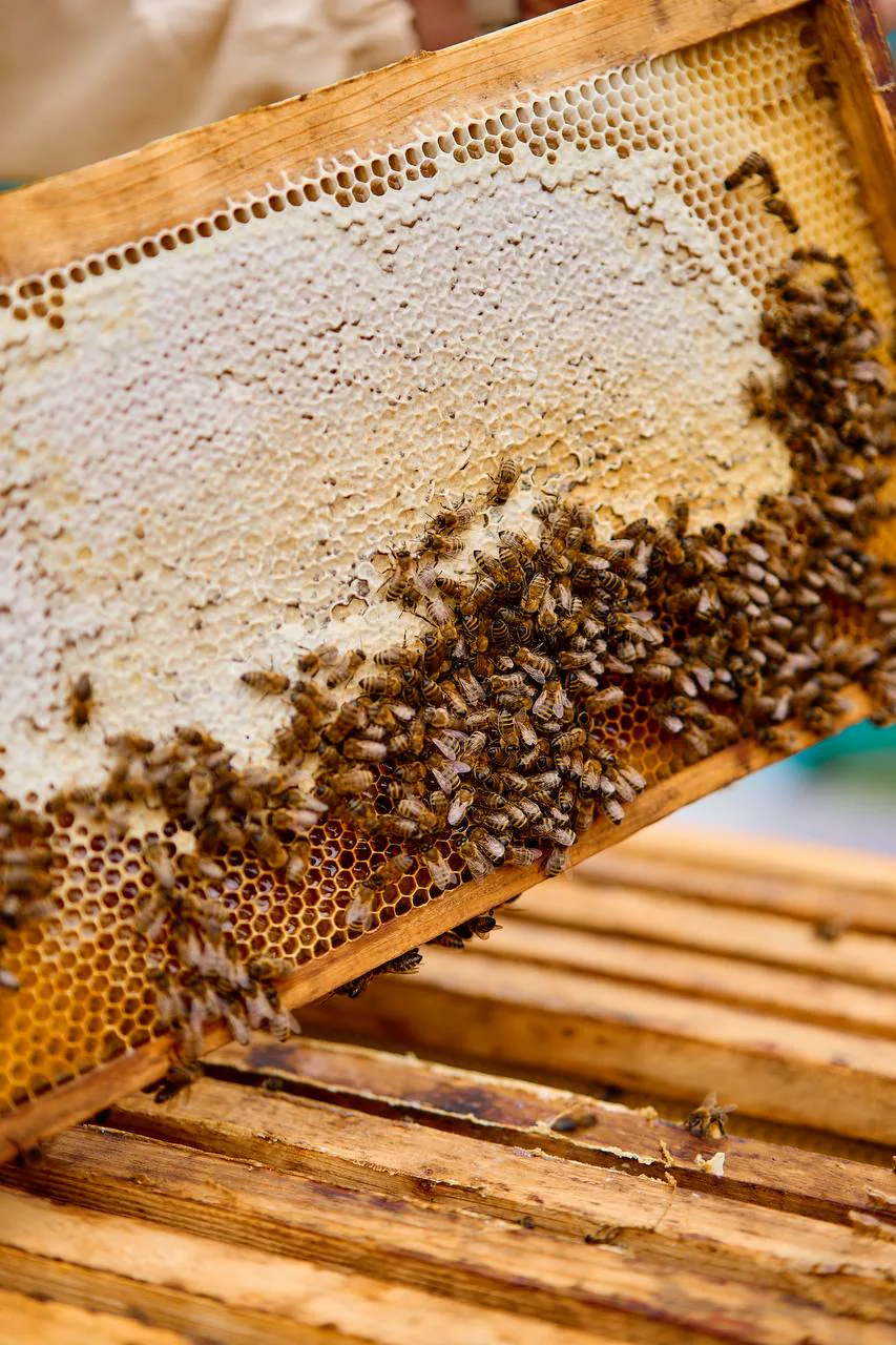 Close-up of a capped honeycomb frame covered in honeybees during harvest